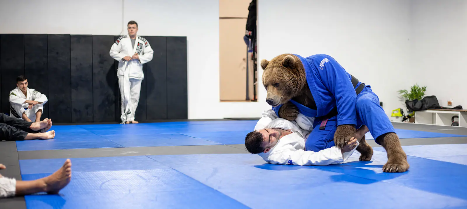Ours Strongbear pratiquant le Jiu-Jitsu Brésilien au sol