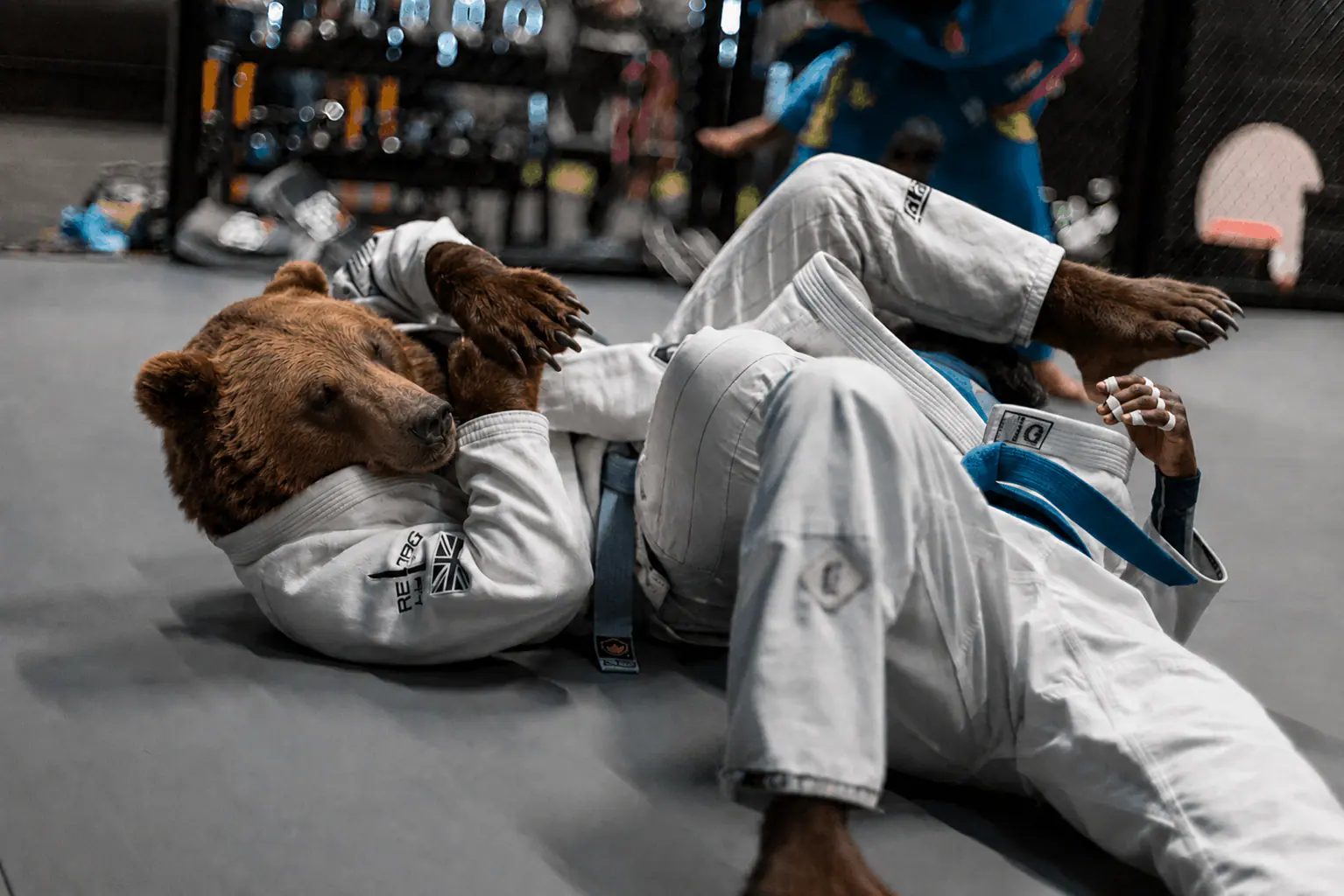 Ours Strongbear pratiquant le Jiu-Jitsu Brésilien au sol